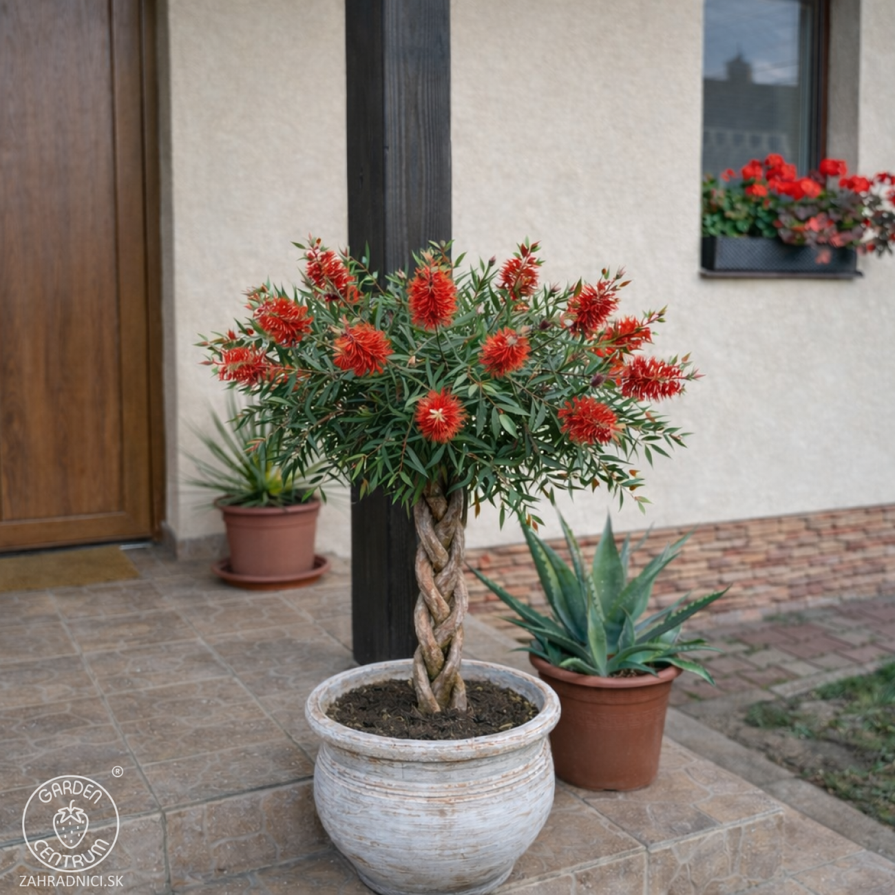 Obrázok Tyčinkovec kopijovitolistý (Callistemon citrinus) ´LEAVIS´ - výška 80-100 cm, kont. C7L - VIACKMENNÝ, PLETENÝ KMEŇ, červený